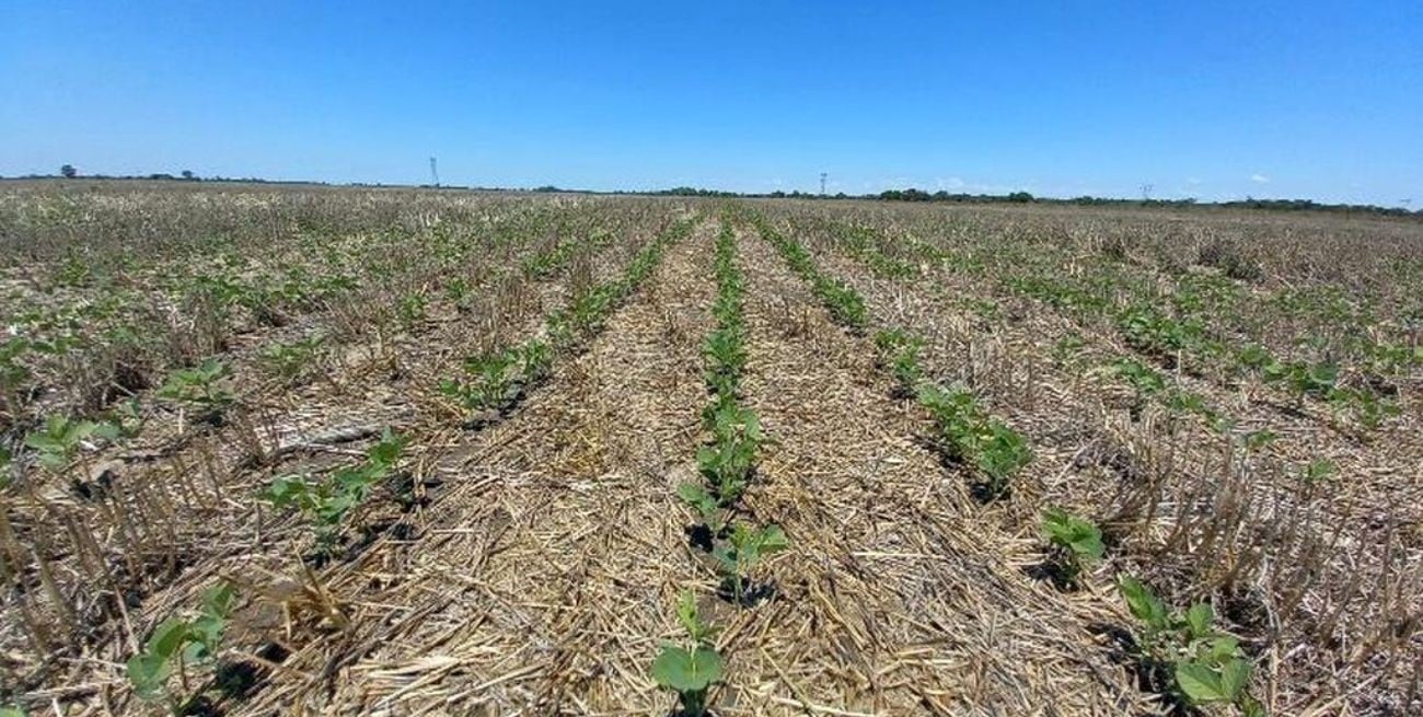 Agricultores del centro norte santafesino se juegan las últimas cartas con los cultivos tardíos