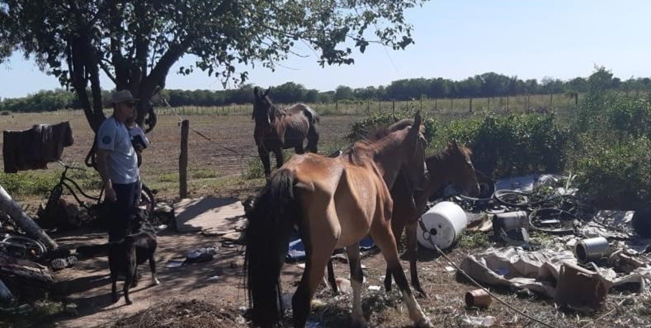 La Policía de Esperanza rescató cinco caballos en pésimo estado de cuidado