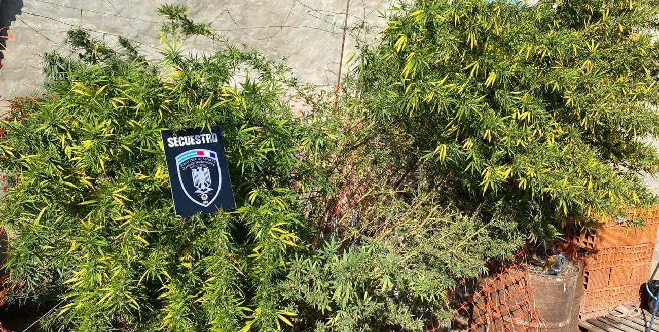 Amenazó a una mujer, lo fueron a detener y hallaron plantas de marihuana en su casa