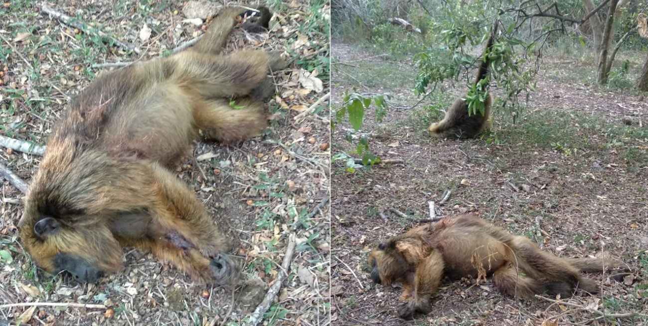 Un letrero interpela a quienes mataron cruelmente a dos monos camino a Puerto Reconquista