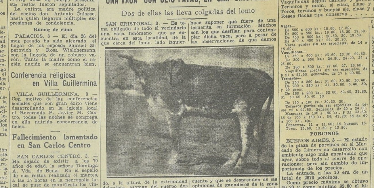 El insólito caso de la vaca "freak" que había nacido con 6 patas en un pueblo de Santa Fe