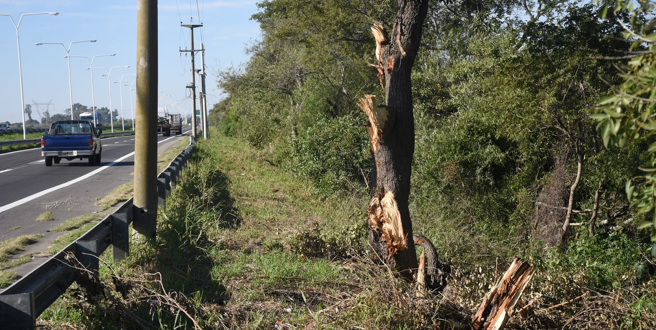 Vialidad Nacional explicó porqué "arrasaron" árboles a la vera de la Ruta 168