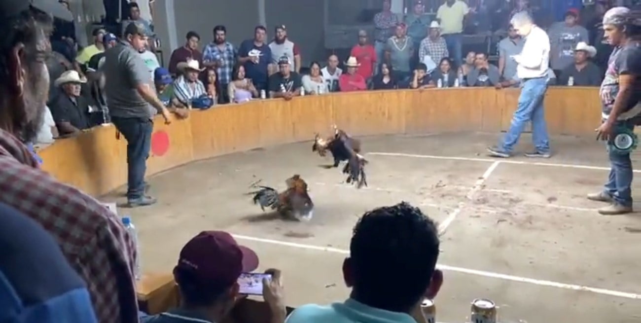 Video: tres muertos y cuatro heridos tras un tiroteo en una riña de gallos en México