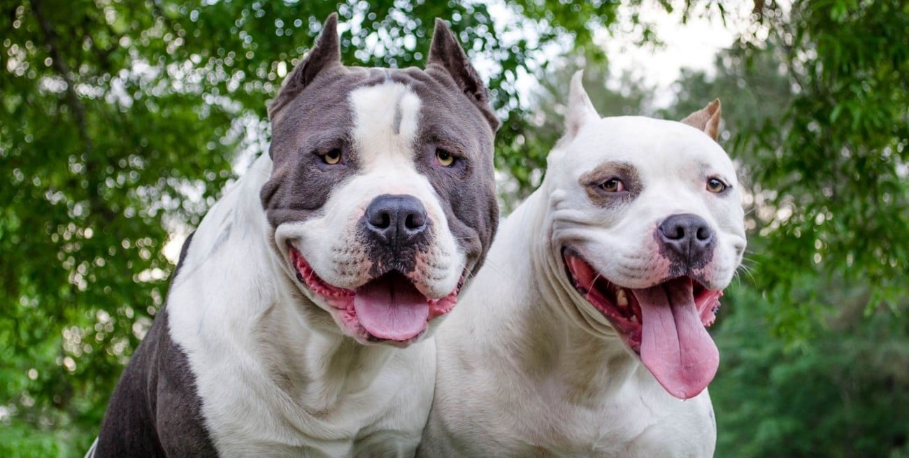 Detuvieron al dueño de los Pitbull que mordieron a una abuela y su nietita