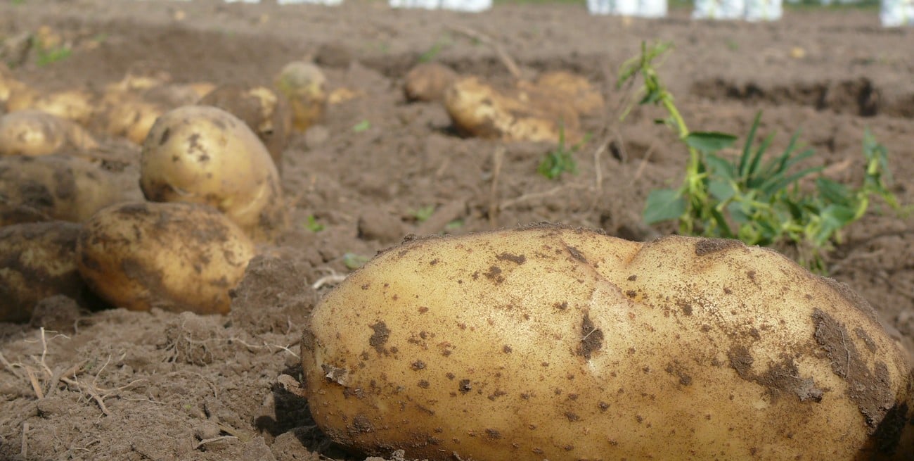 El desafío de producir papa en el corazón de la cuenca arrocera santafesina