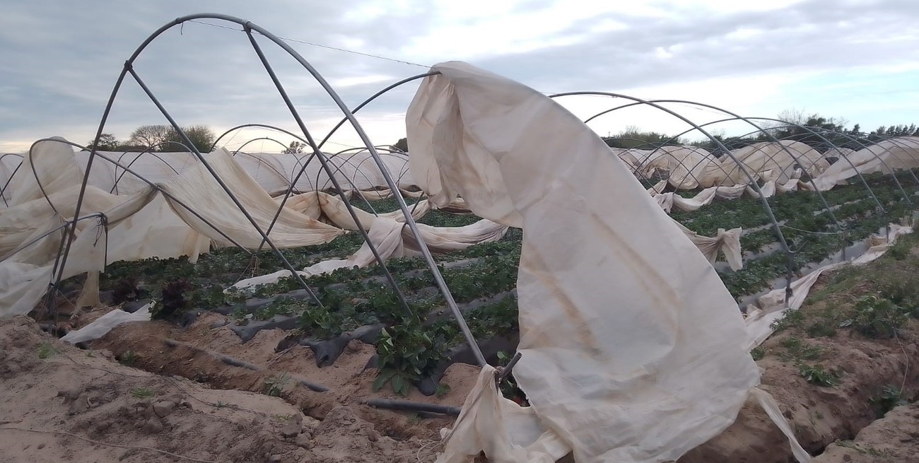 El fortísimo viento causó daños en los macrotúneles de la frutilla