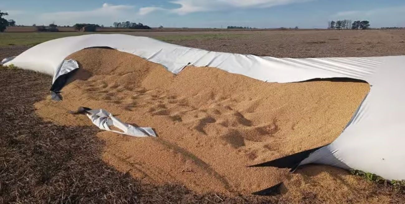 Robaron cinco toneladas de soja en un campo de Villa Cañás