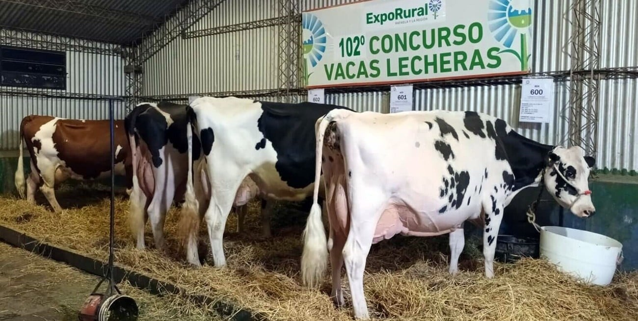 Una vaca de La Luisa se quedó con el concurso de vacas lecheras con 70 litros en el sprint final