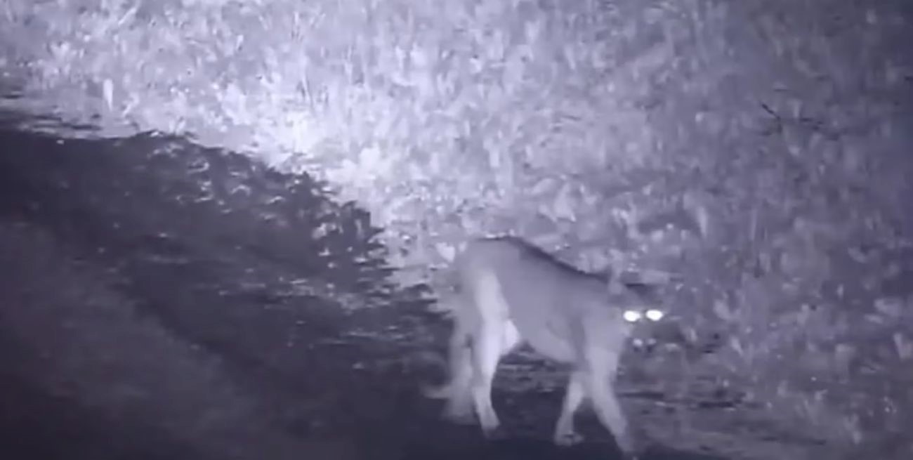 Un puma está suelto en un country de Canning y hay preocupación entre los vecinos