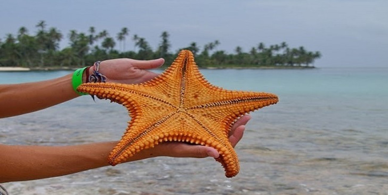 Aseguran que la estrellas de mar son "cabezas que se arrastran por el fondo marino"