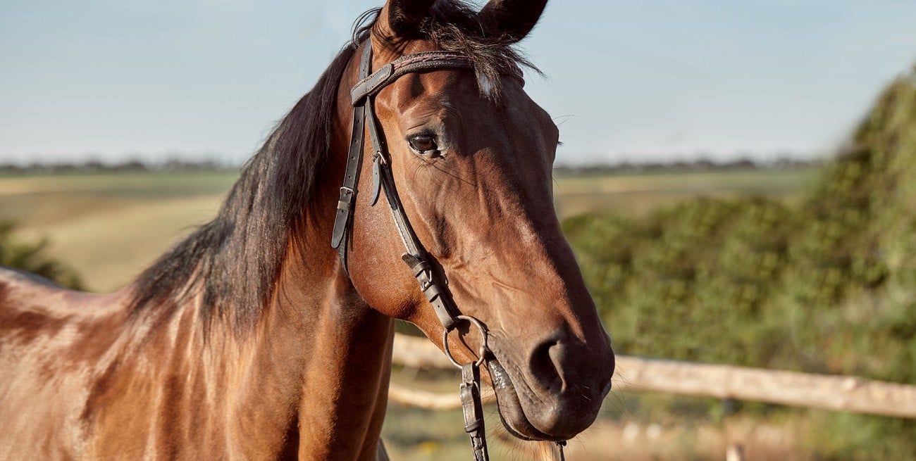 En Coronda preocupa la reaparición de una enfermedad neurológica en caballos