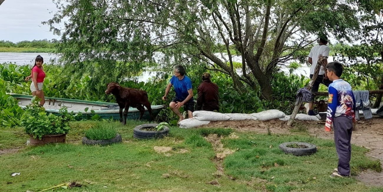 Rescate heroico: vecinos salvaron a vacas de ahogarse en el arroyo San Joaquín