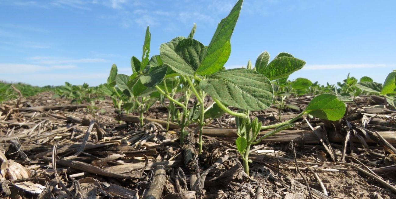 ¿Cuánto aportará el agro en 2024?