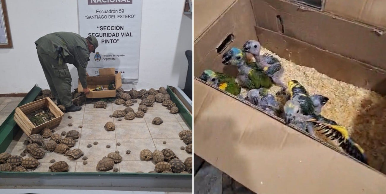 Operativo "Jumanji": Gendarmería frenó un caso de tráfico de animales en Santiago del Estero