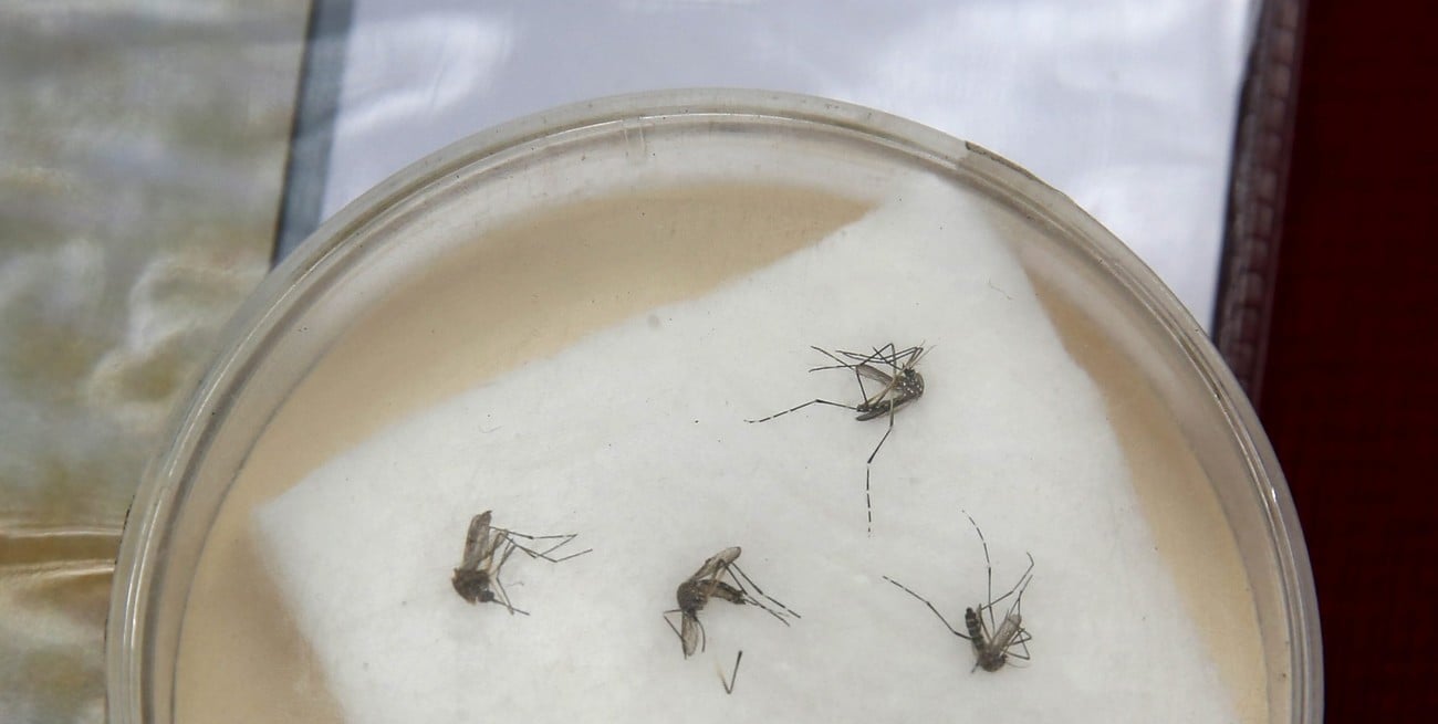 Perú declarará el estado de emergencia sanitaria por un brote de dengue