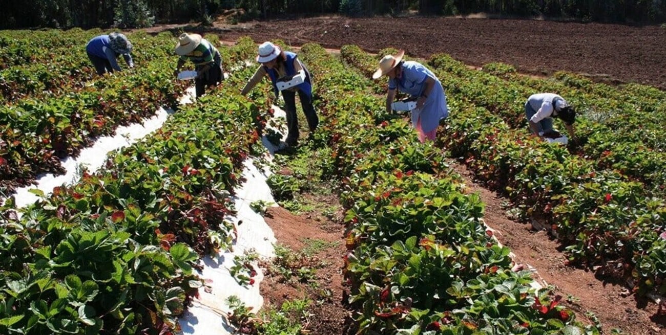 El gobierno nacional cerrará dos organismos ligados a la agricultura y despedirá a 900 empleados