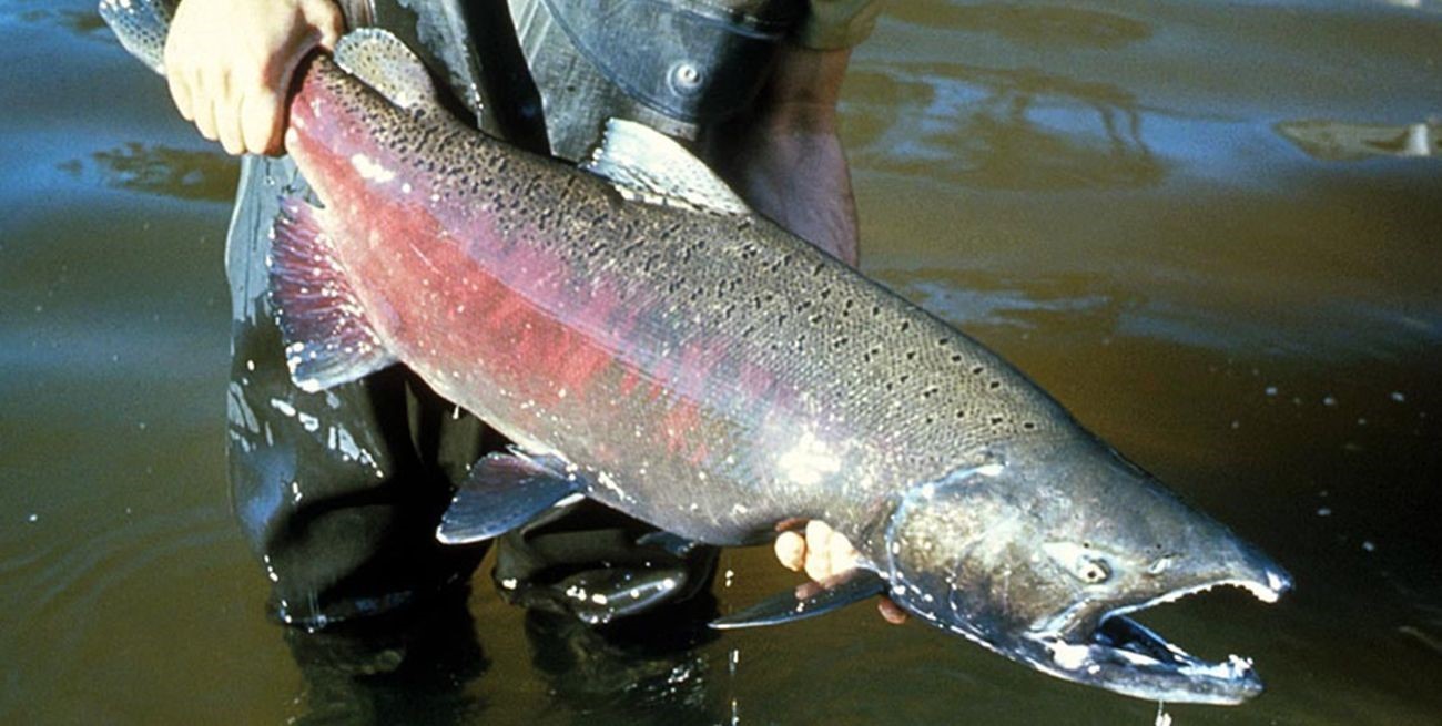 Por qué llegan los salmones hasta el río Paraná y qué impacto pueden tener en el ecosistema 