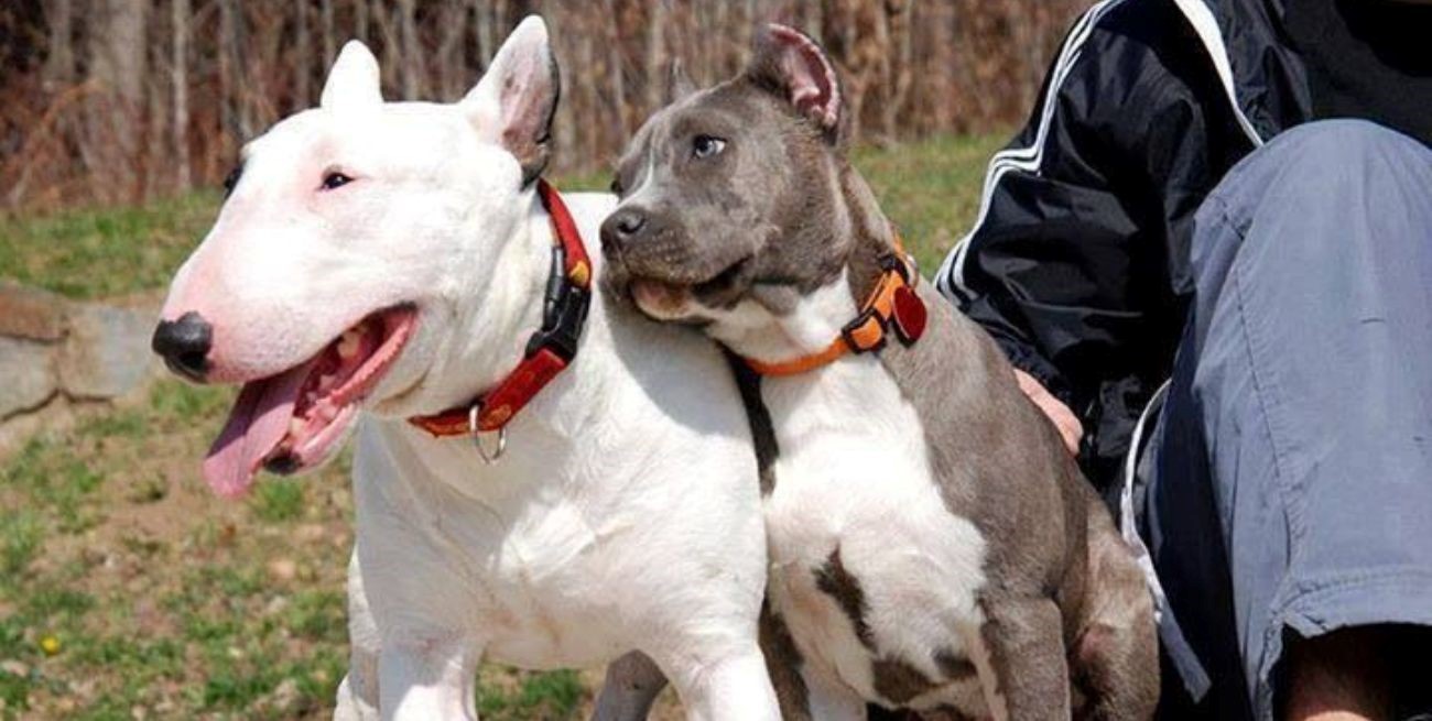 Condenaron al dueño de dos perros tras el ataque a una menor en Mar del Plata