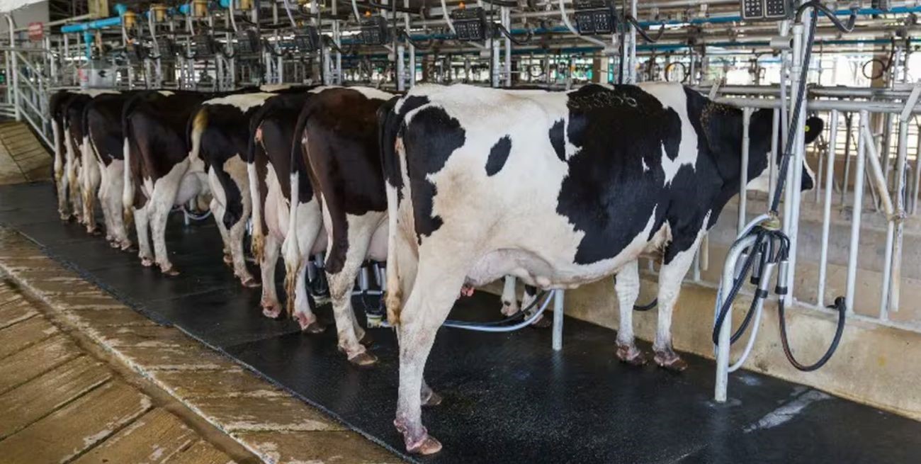 Detectaron casos de gripe aviar en vacas lecheras