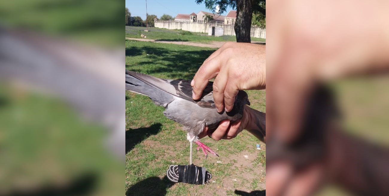 Cárcel de Coronda: hallaron una paloma mensajera con marihuana