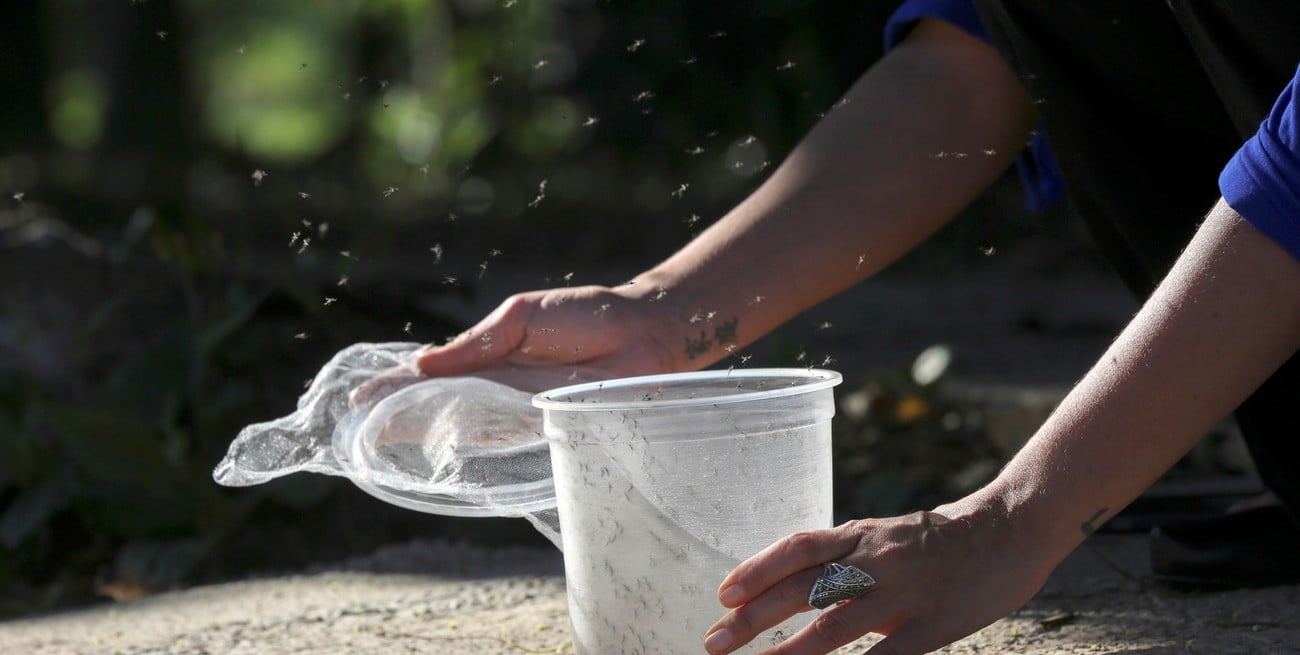 Pese al frío, ¿por qué hay una invasión de mosquitos en la ciudad de Santa Fe?