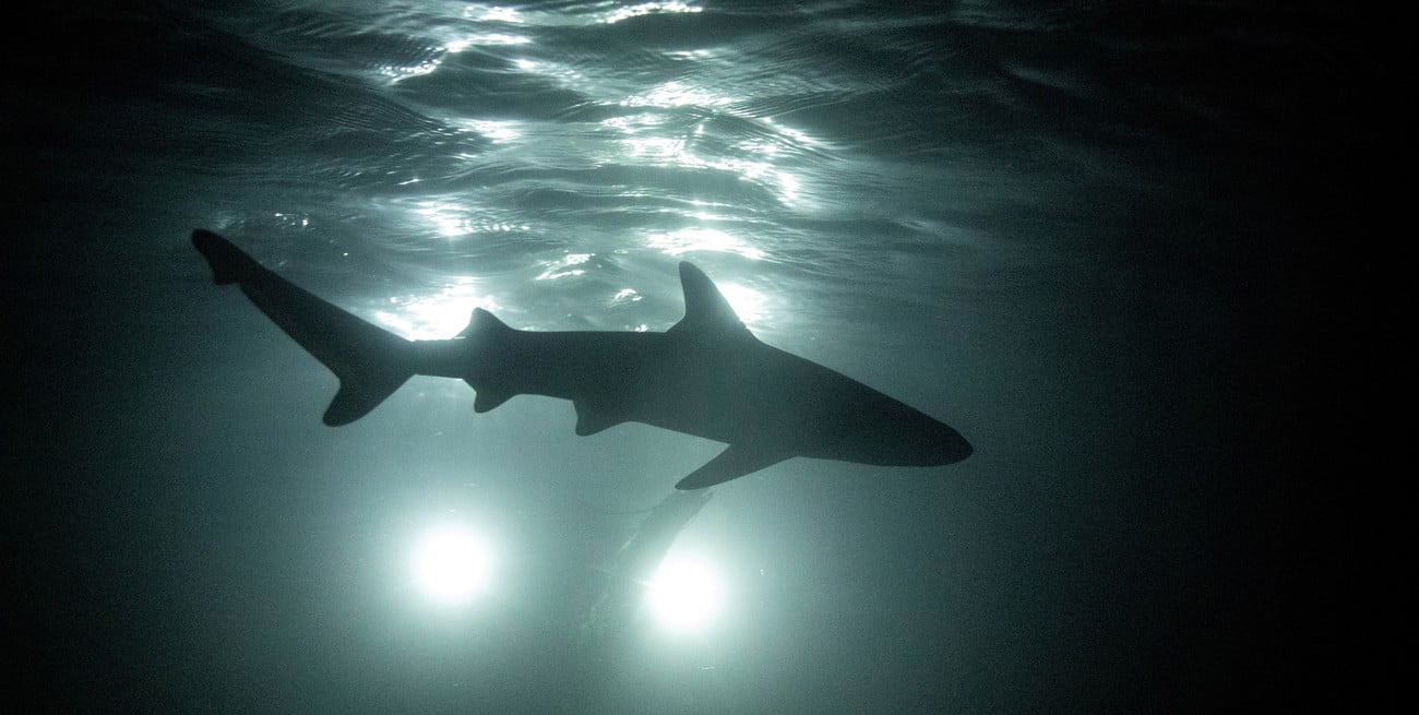 Advierten que los tiburones están aprendiendo a depredar cerca de los barcos