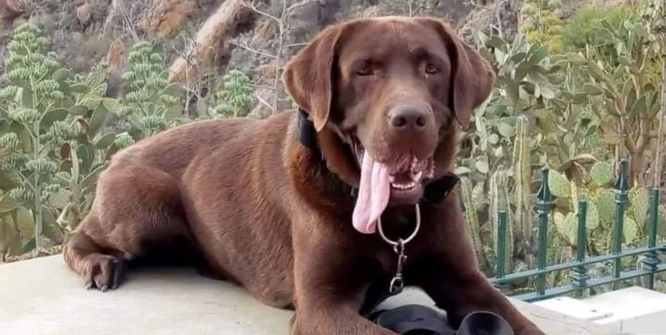 Falleció Neron, uno de los perros que participó en la búsqueda de Loan