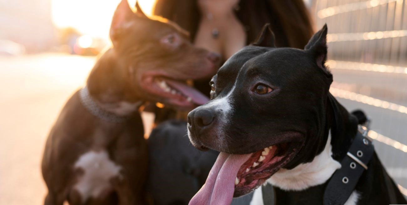 Los perros "huelen" el estrés o la calma de sus dueños y actúan en consecuencia
