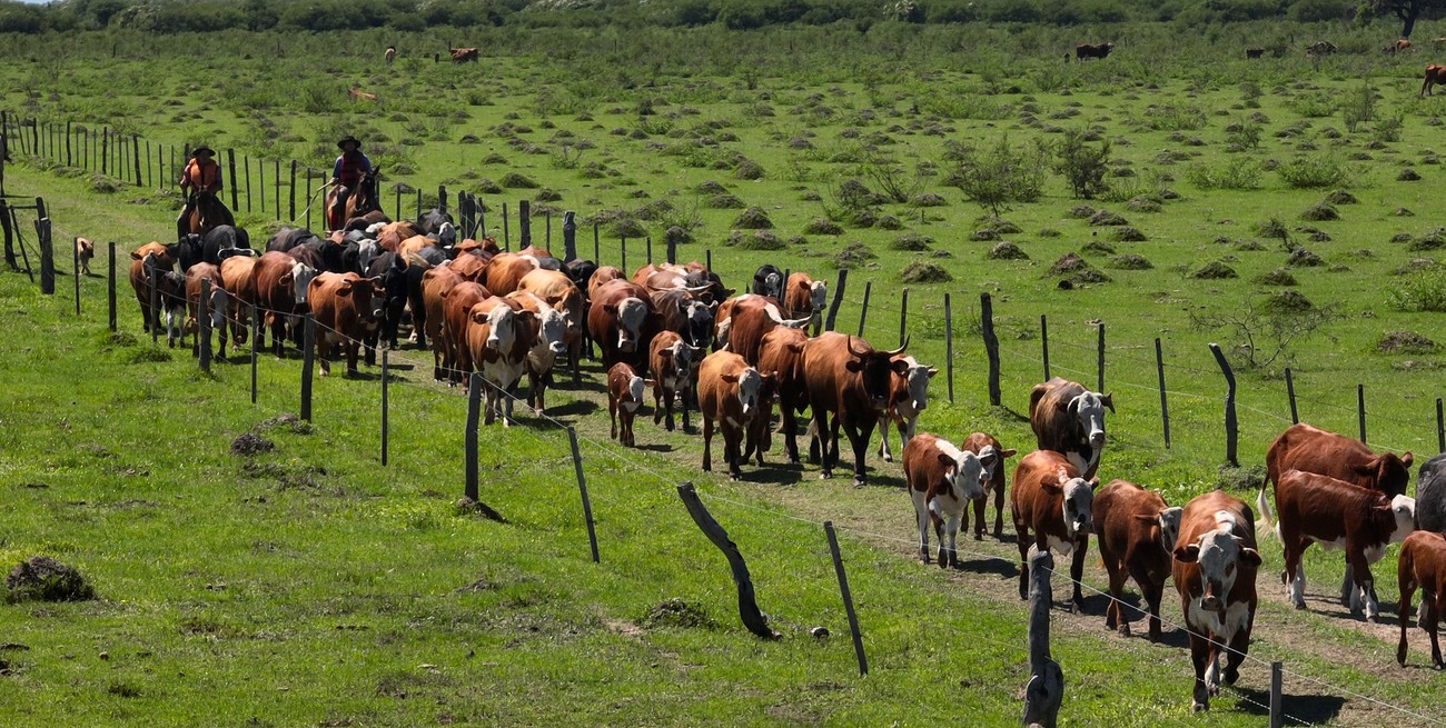 La ganadería regenerativa busca ganar terreno en Santa Fe