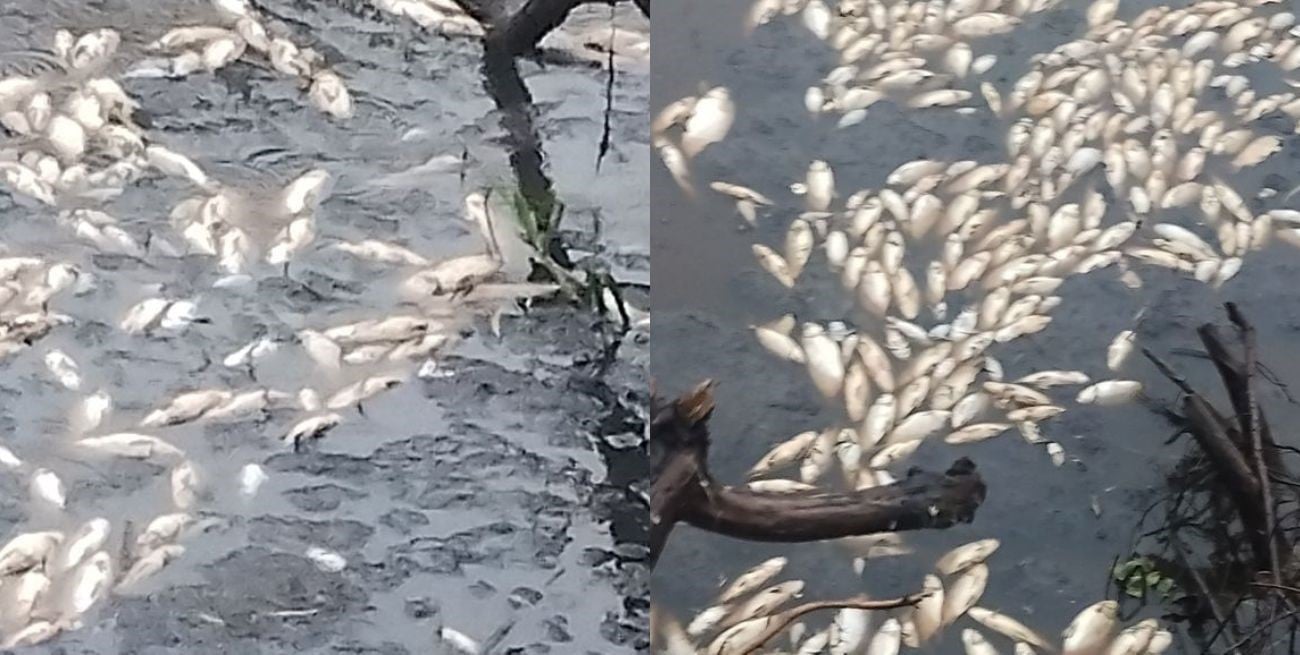 Preocupación por la mortandad de peces en el Arroyo El Rey