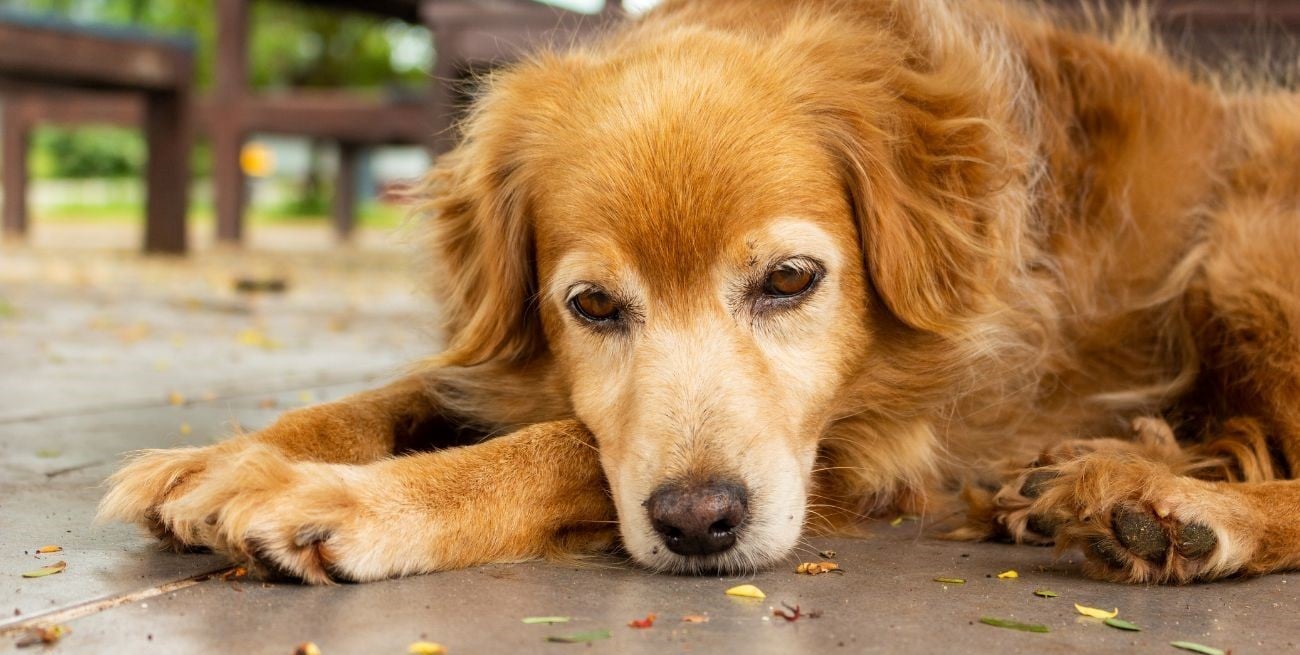 Depresión canina: causas, síntomas y soluciones para el bienestar de tu perro