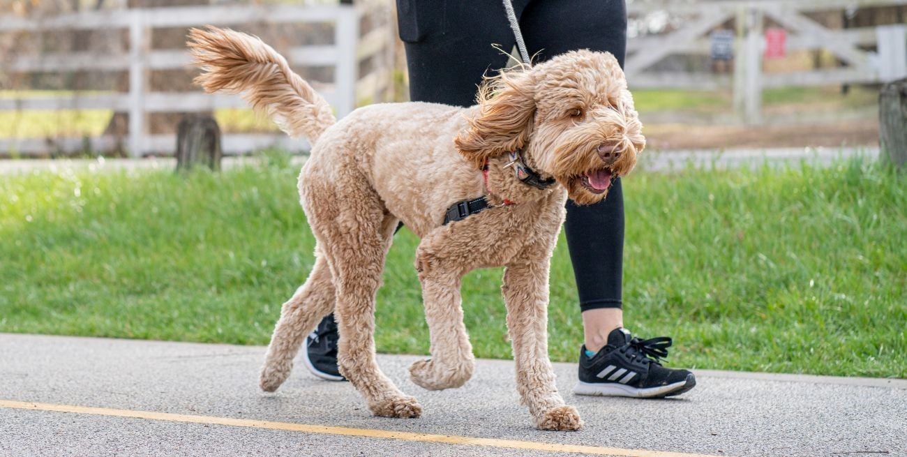 ¿Cuál es la mejor hora del día para pasear a tu perro?
