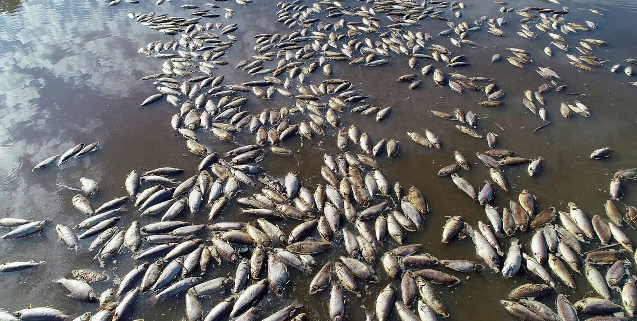 Por qué mueren los peces del río Paraná cuando hace tanto frío o calor en Santa Fe