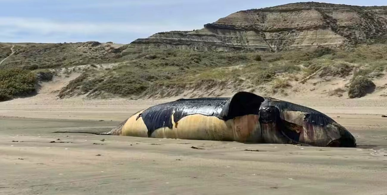 Gran preocupación en Chubut por la aparición de más de 70 ballenas muertas