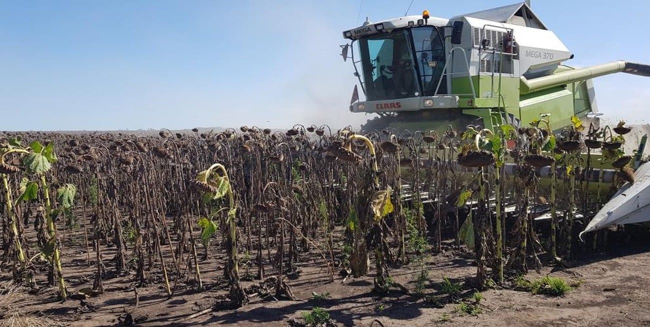 Con buenos rindes, la cosecha de girasol avanza en los departamentos del norte